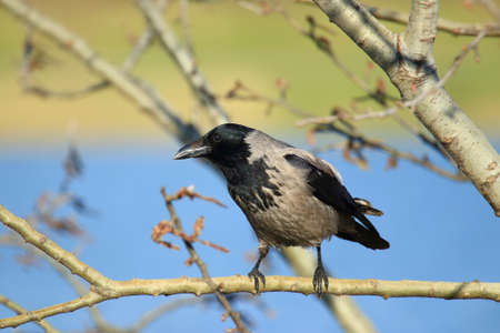 Hooded crow (Corvus cornix) curious looking from treeの写真素材
