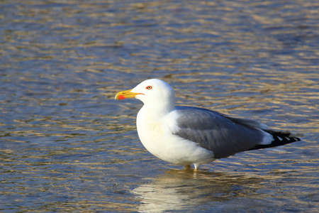 Gull standing in shallow seaの写真素材