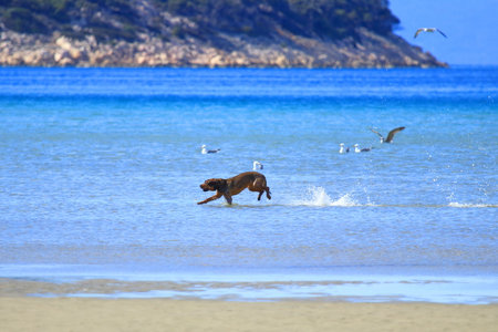 Happy dog running on sandy beach and splashing waterの写真素材