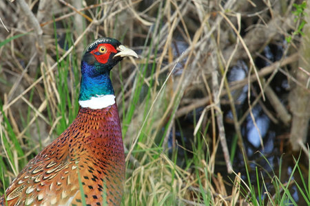Pheasant in field, colorful bird in natureの写真素材