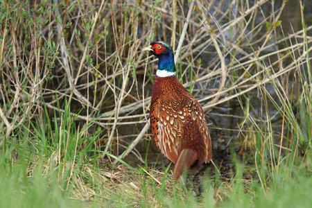 Pheasant in field, colorful bird in natureの写真素材