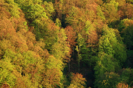 Forest in spring, natural landscapeの写真素材