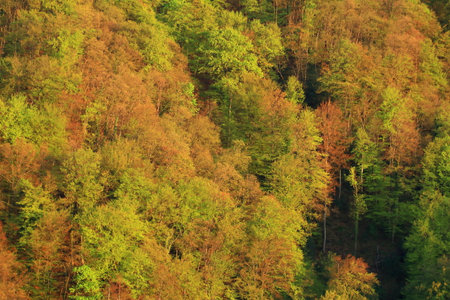 Forest in spring, natural landscapeの写真素材