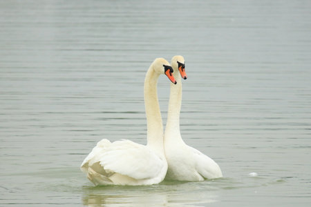 Swans courtship on the lakeの写真素材