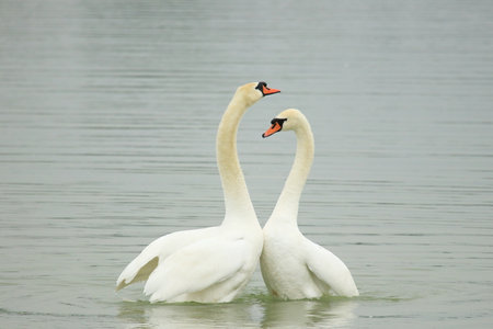 Swans courtship on the lakeの写真素材