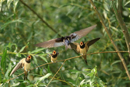 Swallow's family, feeding young birdsの写真素材