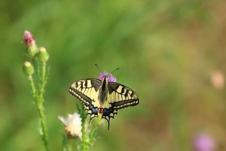 Swallowtail on flowers, one of the biggest European butterflies
