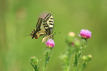 Swallowtail on flowers, one of the biggest European butterfliesの写真素材