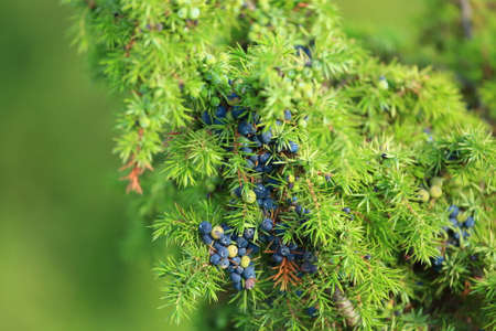 Common juniper berries on green treeの写真素材