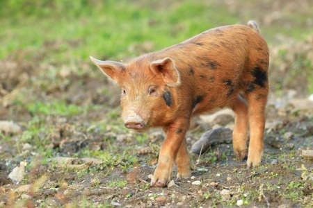 Cute little pig on farmの写真素材