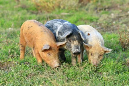 Cute funny animals on farm. Three little piglets.の写真素材