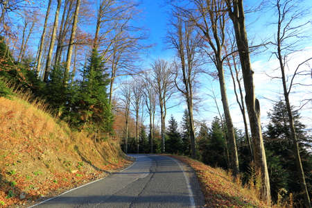 Asphalt road in the autumn forest on a bright sunny day.の写真素材