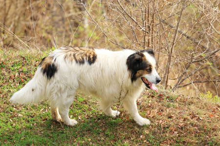 Dog on a walk in the autumn park.