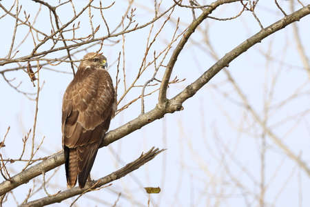 Common buzzard (Buteo buteo) perched on a branchの写真素材