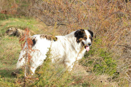 Tornjak, Croatian and Bosnian shepherd dogの写真素材