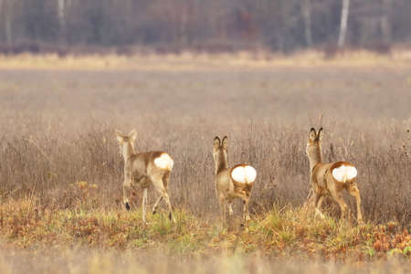 Roe deer (Capreolus capreolus) in the fieldの写真素材