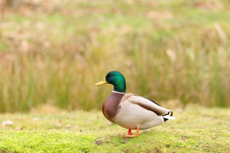 Mallard duck on the lake coastの写真素材