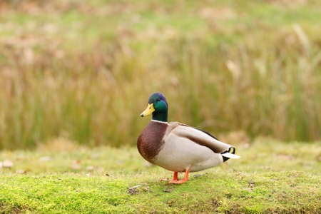 Mallard duck on the lake coastの写真素材
