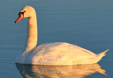 Swan on the lake at sunsetの写真素材