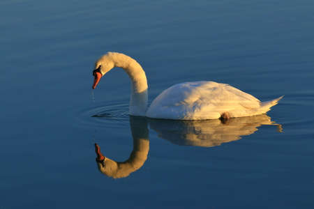 Swan on the lake at sunsetの写真素材