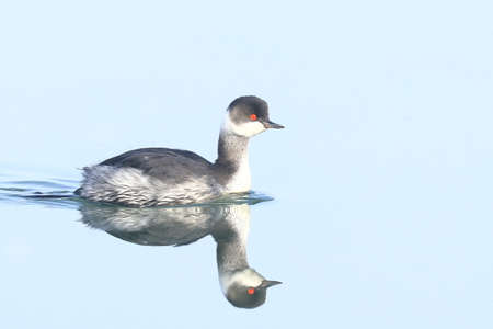 Black-necked grebe (Podiceps nigricollis) on the lake with reflection in waterの写真素材