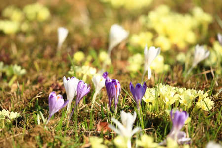 Saffron flowers on meadow in springの写真素材