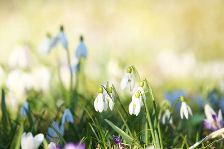 Snowdrops (Galanthus nivalis) in spring on meadowの写真素材