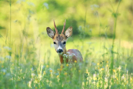 Roe deer, young male, feeding on the meadow, in early sunny morningの写真素材