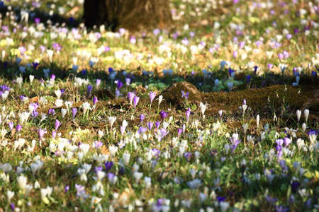 Saffron flowers on meadow in springの写真素材