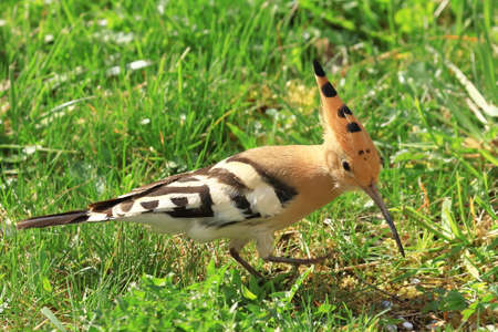 Hoopoe (Upupa epops), funny exotic bird feeding on green meadowの写真素材