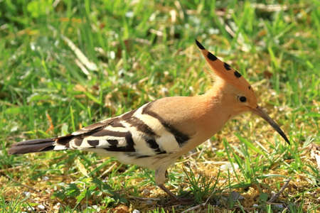 Hoopoe (Upupa epops), funny exotic bird feeding on green meadowの写真素材