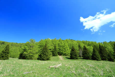 Mountain landscape with coniferous forest and blue sky with clouds