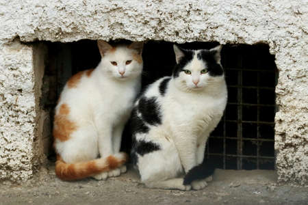 Two cats sitting in front of the entrance to the abandoned house.