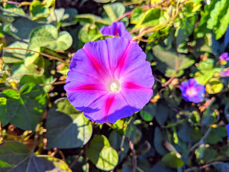 Bright purple beach moonflower