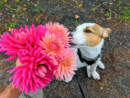 Jack russell sniffs bright pink dahliasの写真素材