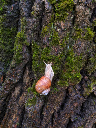 Snail crawling up a wet tree barkの写真素材
