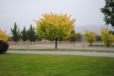 Tree green and yellow leafの写真素材