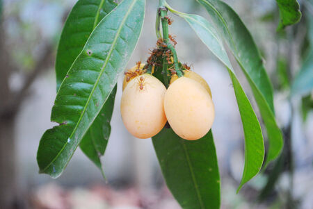 Ant on the Marian plum