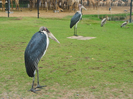 Marabou Stork Birdの写真素材