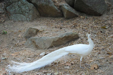 White peacock standing on the dry leaf