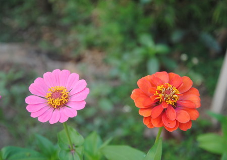 Pink and red flowers blooming in the gardenの写真素材
