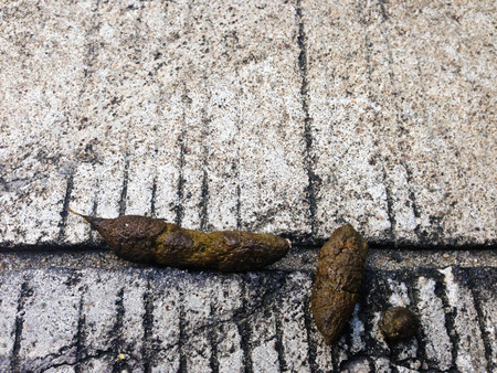Close up dog golden poop on the streetの写真素材