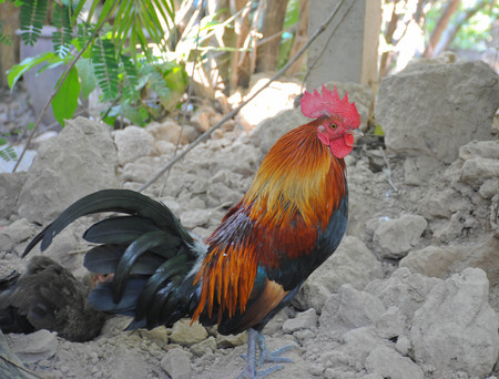 Colorful rooster or fighting cock in the farm
