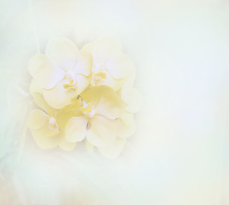 Abstract blurred beautiful orchid flower soft color for backgroundの写真素材
