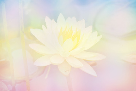 Soft blur Lotus flower in pastel colors sweet backgroundの写真素材