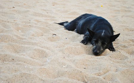 Black dog sleeping on sand beachの写真素材