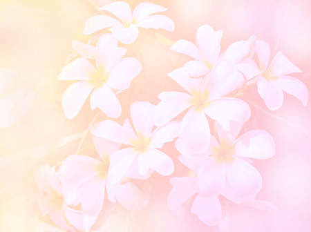 White Plumeria Flower in Garden Solf focus picture style, Beautiful Color made with color filtersの写真素材