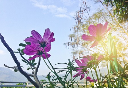 Beautiful pink daisy cosmos flower on blue sky backgroundの写真素材