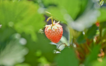 Fresh strawberries on plant in farm, Thailand.の写真素材