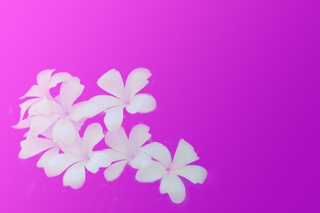 Frangipani flowers on pink and purple background space for textの写真素材